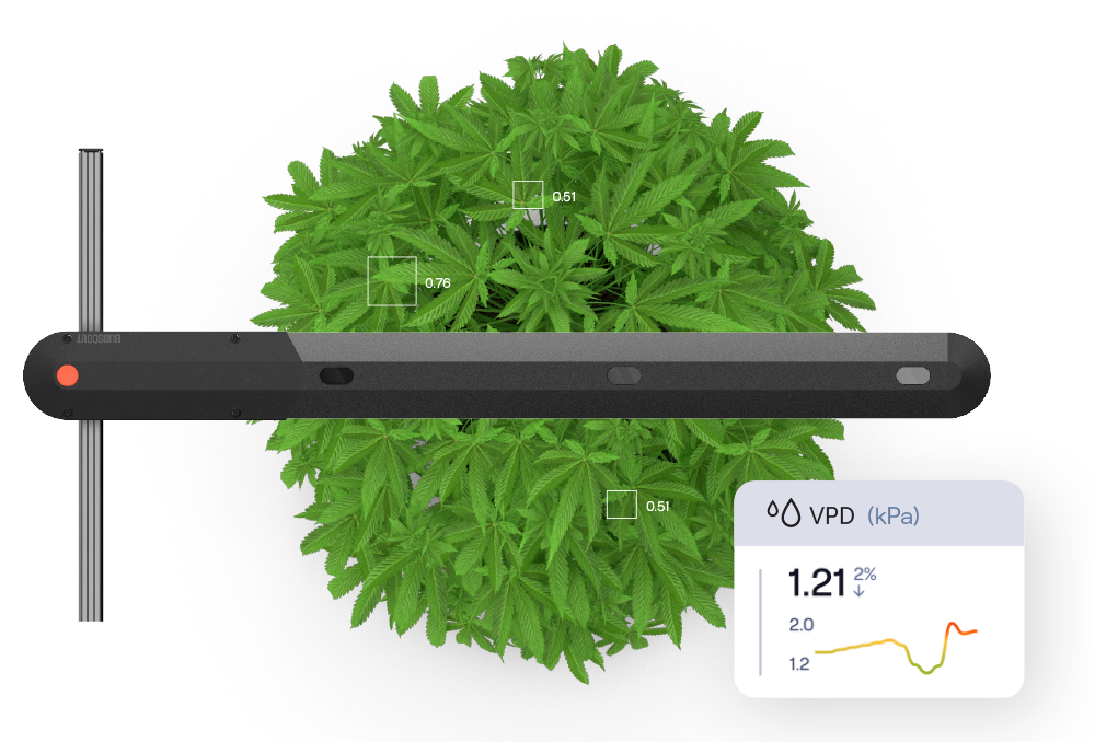 Budscout canopy scouting robot above a cannabis plant